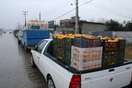 پرداخت مطالبات باغداران مازندران پیش از نوروز   خرید پرتقال درجه سه از سر گرفته شد