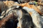 تصاویر منتشر شده از سگ‌کشی در سلطانیه صحت ندارد