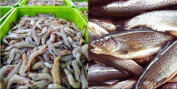 افزایش 15 درصدی تولید انواع ماهی و آبزی در آذربایجان غربی