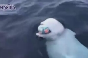 توپ بازی با نهنگ سفید وسط دریا