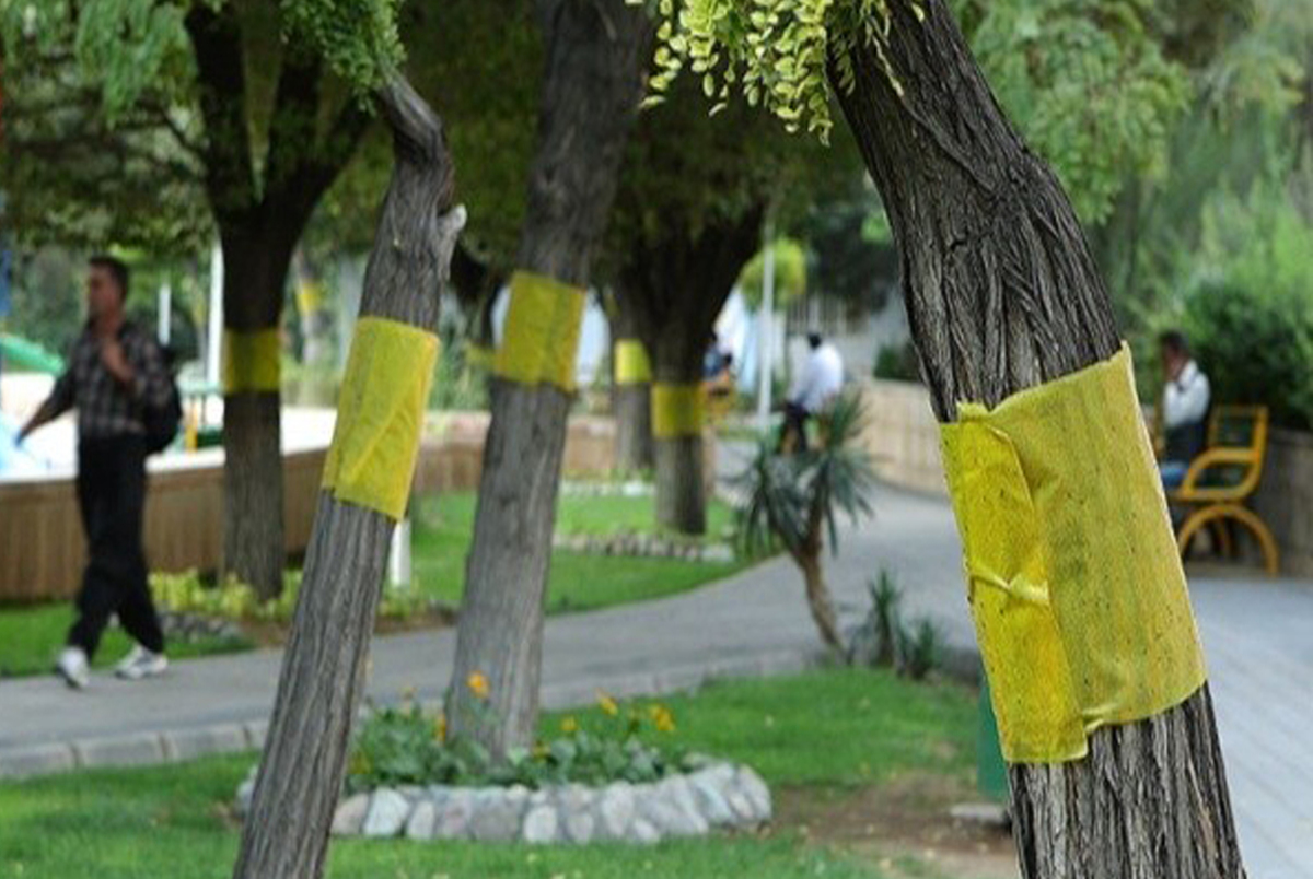 برای مبارزه با مگس سفید در تهران از شیوه‌های نوین استفاده شود