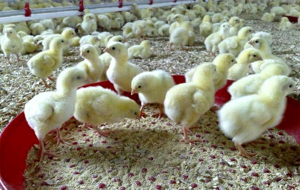 جوجه‌ریزی ۱۴.۵ میلیون قطعه در مرغداری‌های کردستان