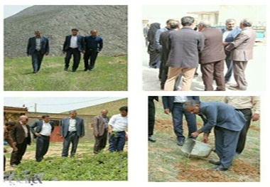 کاشت گل محمدی در استان لرستان