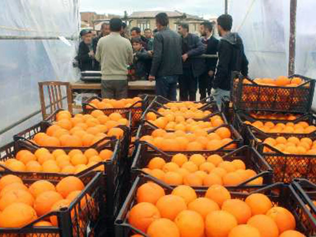 میوه شب عید در 50 نقطه شیراز عرضه می شود