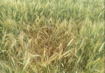 طرح مبارزه با علف‌های هرز در کهگیلویه و بویراحمد اجرا شد