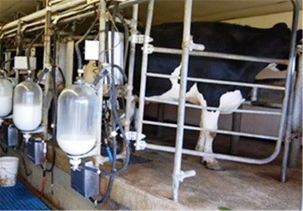 تولید سالانه ۲۵ هزار تن شیر در شهرستان مرند