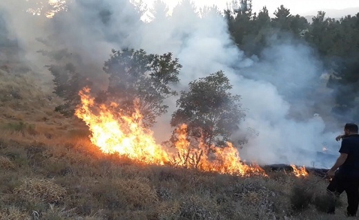 17 هکتار از جنگل های سروآباد در آتش سوخت