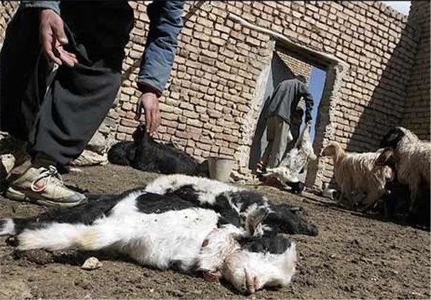 جمع آوری لاشه حیوانات در مناطق سیل زده مازندران الزامی شد