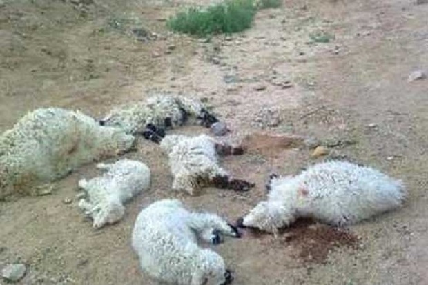400 راس گوسفند در حمله پلنگ تلف شدند