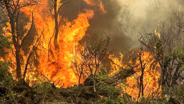 آتش‌سوزی در نخلستان‌های گشت  حدود ۴ هزار اصله نهال در آتش سوخت  تلاش برای مهار آتش