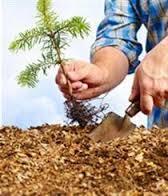 آغاز ثبت نام اینترتی درخواست برای کاشت درخت در ارومیه