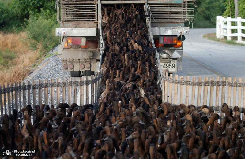 منتخب تصاویر امروز جهان- 26 شهریور