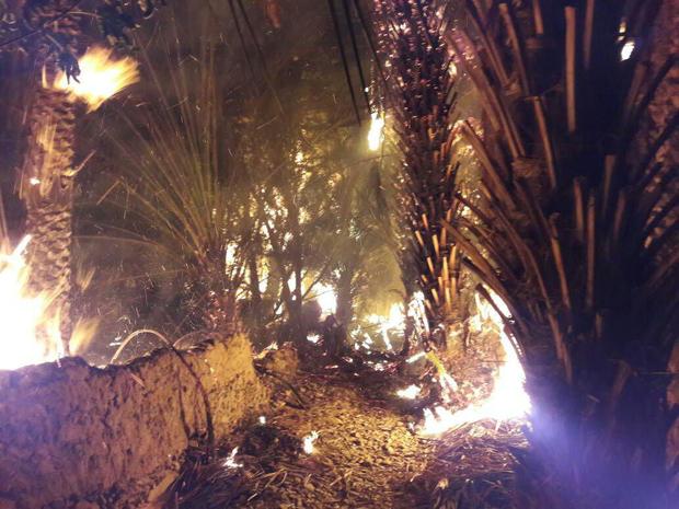 نابودی 630 نخل خرما در آتش سوزی جالق سراوان