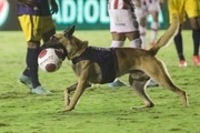 سگ پلیس مسابقه فوتبال را بهم زد و بهترین بازیکن زمین شد!+عکس