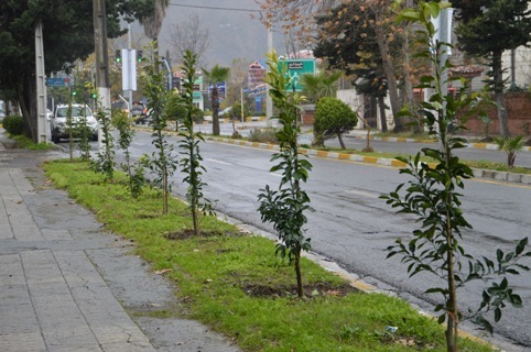 بیش از 60 هزار اصله نهال در سطح شهر کرمانشاه غرس می شود