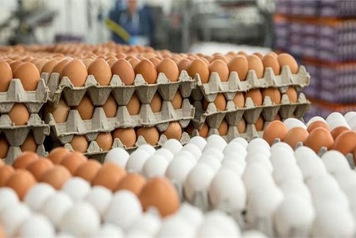 قیمت جدید تخم مرغ اعلام شد/ یک مسئول: گرانی مرغ اجتناب ناپذیر است