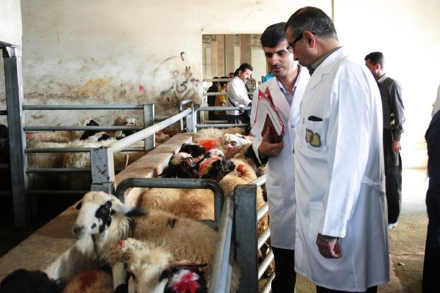 62 گروه دامپزشکی ثابت و سیار در استان کردستان بر ذبح دام های عید قربان نظارت می کنند