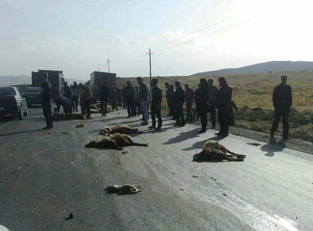واژگونی کامیون در جاده سردشت دزفول ۴۰ گوسفند را به کشتن داد