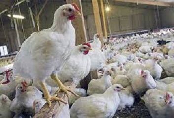 تولید 3.8 میلیون قطعه مرغ در چهارمحال و بختیاری