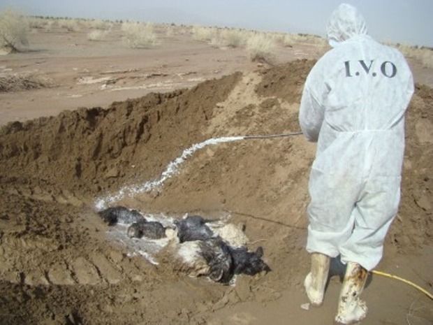دامپزشکی ایلام در دفن احشام تلف شده در زلزله کرمانشاه مشارکت می کند