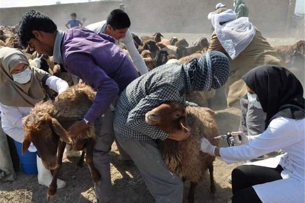30 هزار دام در ایرانشهر واکسینه شدند