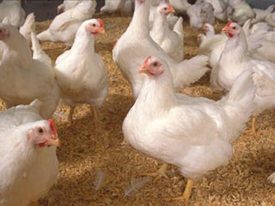موردی از بیماری آنفلوانزا مرغی در مرغداری های زنجان مشاهده نشده است
