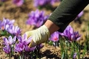 کارگاه فرآوری زعفران در اردبیل راه اندازی می شود