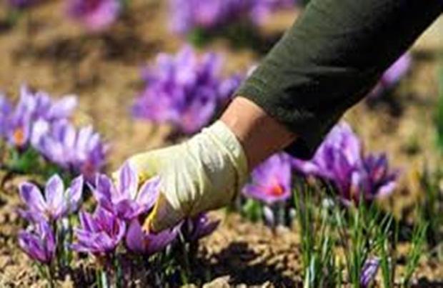 کارگاه فرآوری زعفران در اردبیل راه اندازی می شود