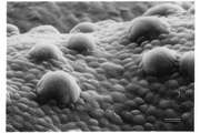 سلول‌های انسان ماده‌ای می‌سازند که میکروب‌ها را از بین می‌برد
