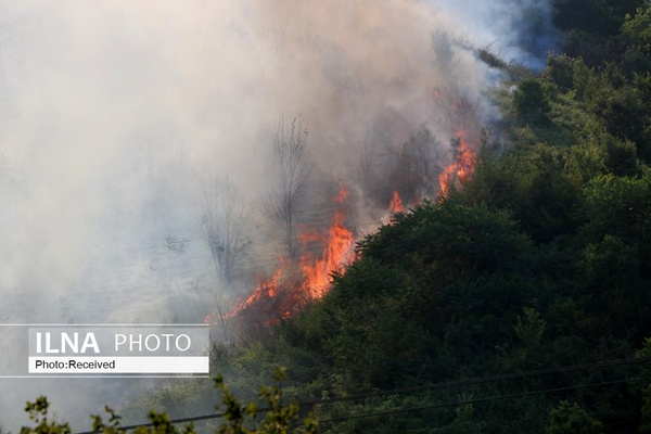 حجم بالای خسارت آتش‌سوزی جنگل‌های بلوط منطقه زیودار   بررسی علت حادثه از سوی کارشناسان
