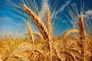 ایران  ۸ میلیون تن ذخیره گندم دارد