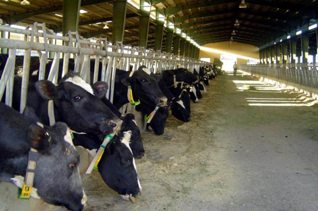 روزانه 80 تن شیر در کشت و صنعت سلماس تولید می شود
