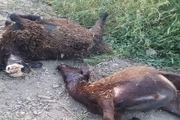 72 راس گوسفند در ماهیدشت تلف شد