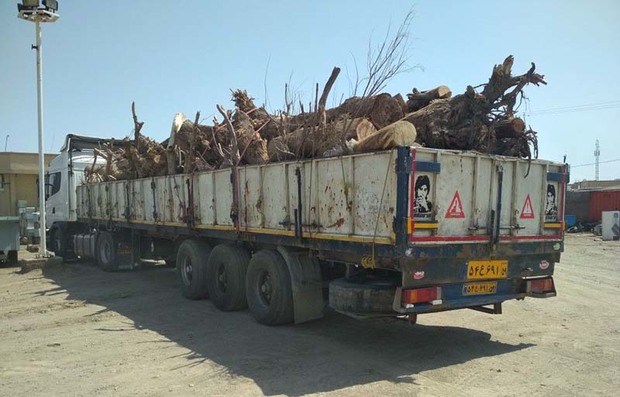 تریلی حامل چوب قاچاق در شهرستان بمپور شناسایی و توقیف شد