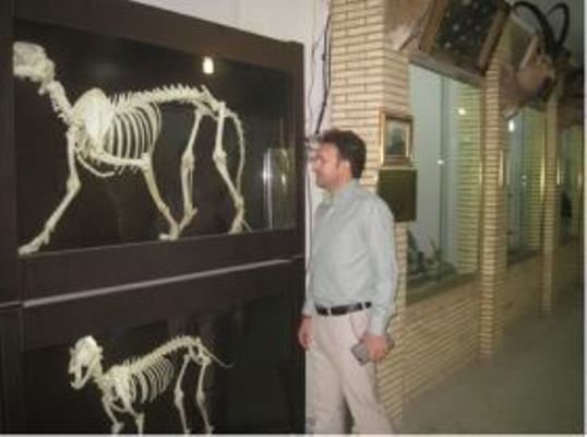 بازدید رایگان از موزه تاریخ طبیعی لرستان