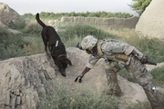 بی وفایی آمریکا به سگ های وفادار خود در افغانستان