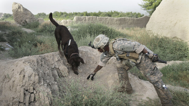 بی وفایی آمریکا به سگ های وفادار خود در افغانستان