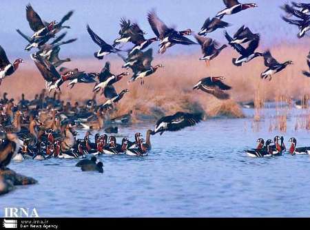 موردی از مرگ پرندگان در مناطق زیستگاهی آذربایجان غربی مشاهده نشد
