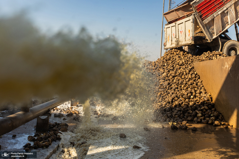 شوق شیرین تولید شکر / کارگران تولید قند و شکر