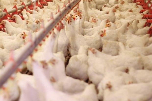 صادرات گوشت مرغ ایران به کشور روسیه به مرحله نهایی گواهی بهداشتی رسید