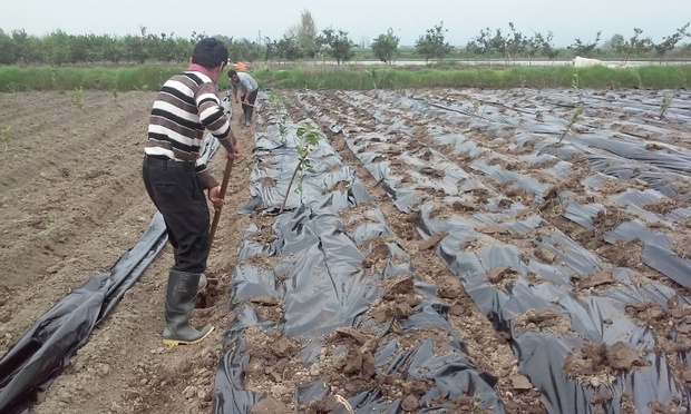 ابراز نگرانی کشاورزان جویباری از کمبود آب در اراضی شالیزاری