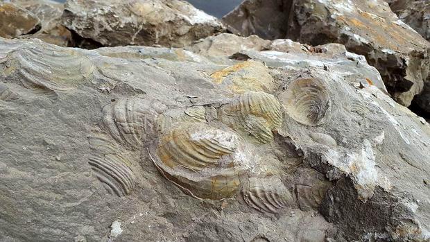 کشف سنگ‌واره‌های فسیلی صدفی در املش گیلان