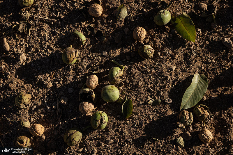 برداشت مکانیزه گردو در استان زنجان