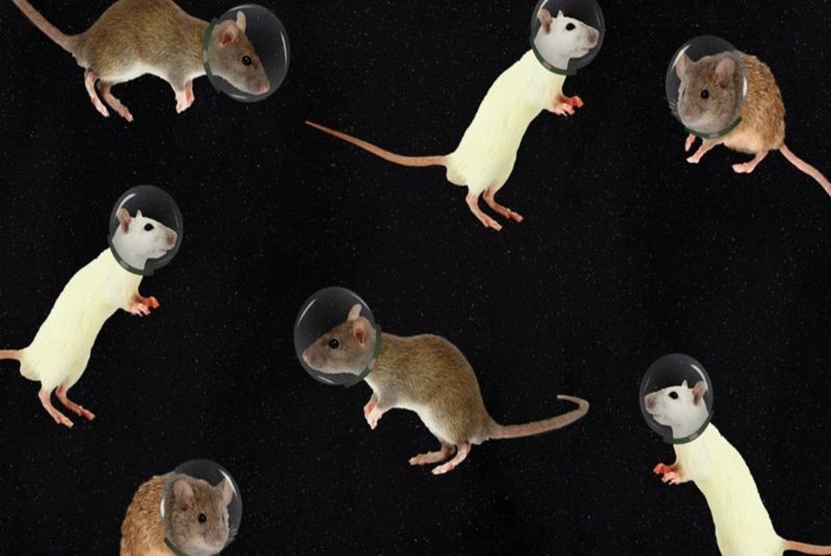 تولد موش در فضا، دانشمندان را به زندگی بشر در مریخ، امیدوارتر کرد