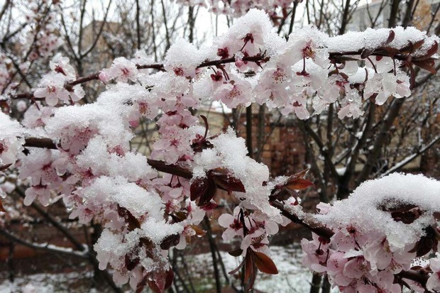 سرما خسارات زیادی به باغداران استان اردبیل تحمیل کرد