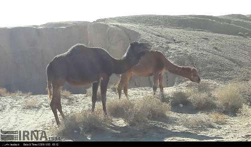 کاهش چرای غیرمجاز شتر در مراتع قزوین