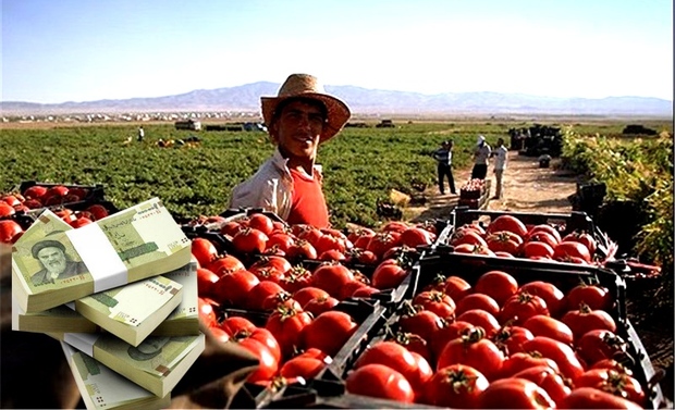 پول خریدهای تضمینی در جیب کشاورزان جنوب کرمان