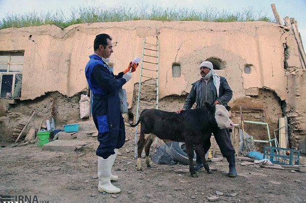 واکسیناسیون دام های سنگین سیستان و بلوچستان آغاز شد