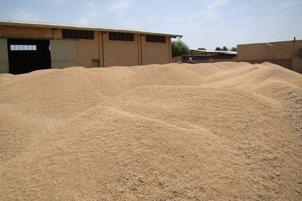 16 هزار تن گندم از کشاورزان قزوینی خریداری شد