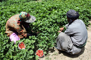 پیش بینی 46 هزار تن  برداشت توت فرنگی از مزارع کردستان